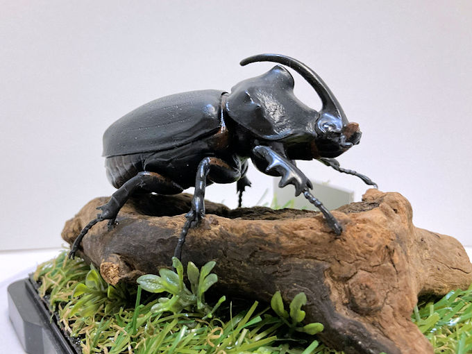 ブルマイスターツヤクワガタ♂92mmレプリカ標本 | オオクワ京都昆虫館