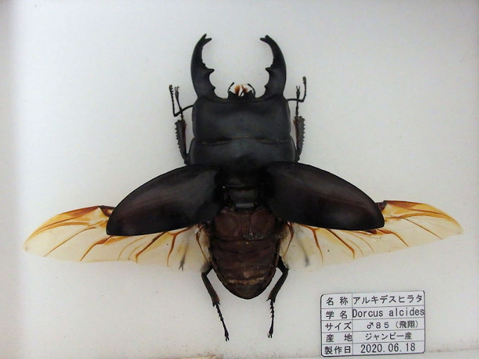 アルキデスヒラタクワガタ 極太個体 標本 アルキデスヒラタ♂85mm