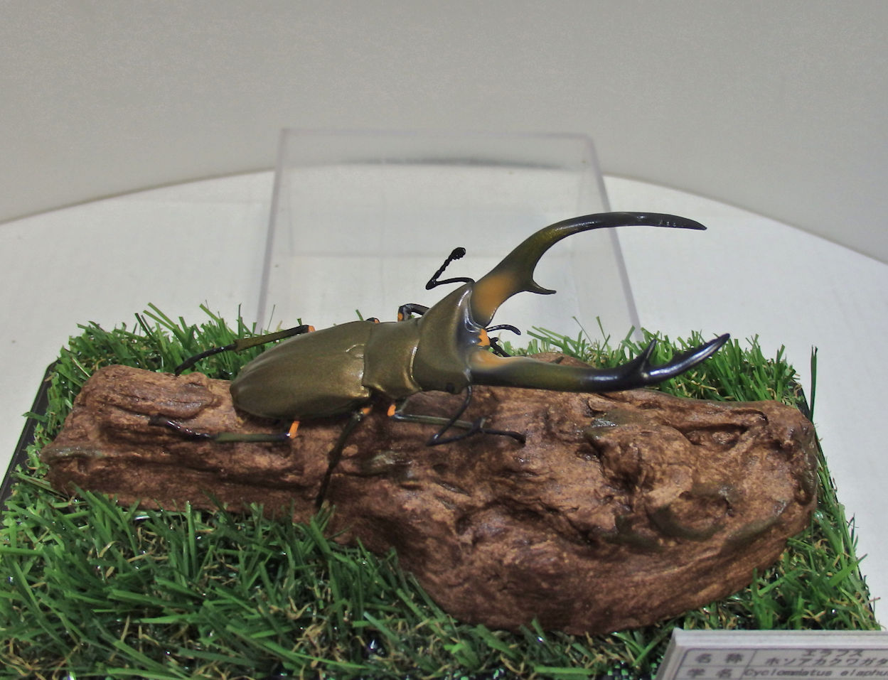 エラフスホソアカクワガタ♂83mmレプリカ標本 | オオクワ京都昆虫館