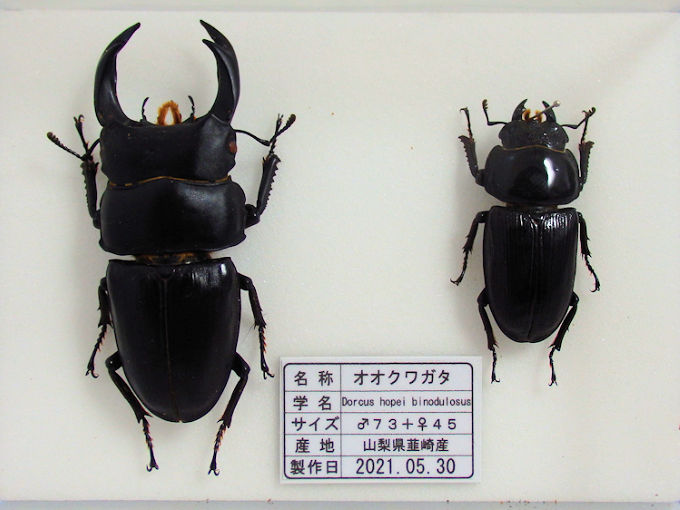 オオクワガタ♂73＋♀45（クワガタ標本） | オオクワ京都昆虫館
