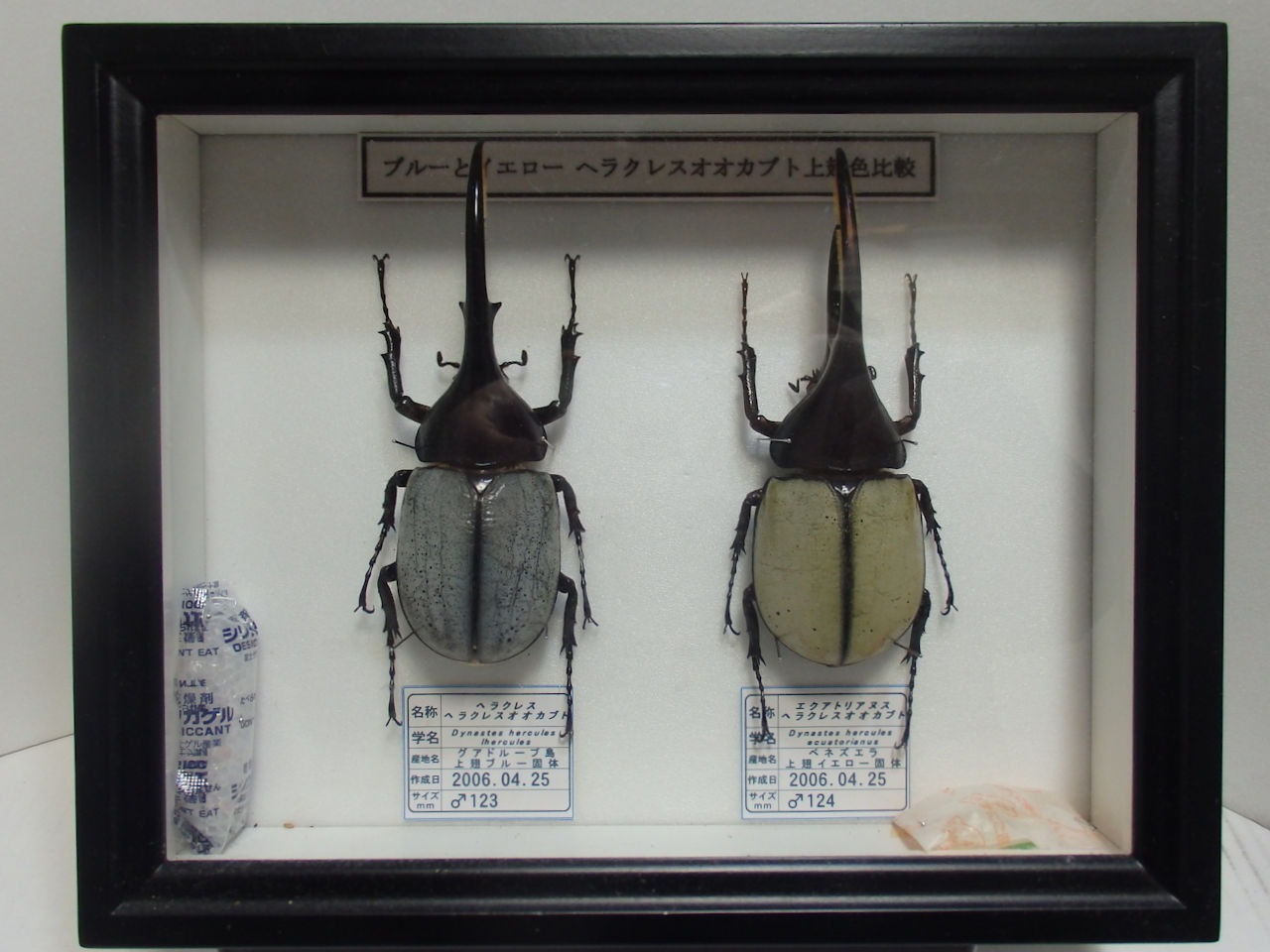 標本】 ヘラクレスリッキー 本物の野外品150㎜ 標本】 ヘラクレス