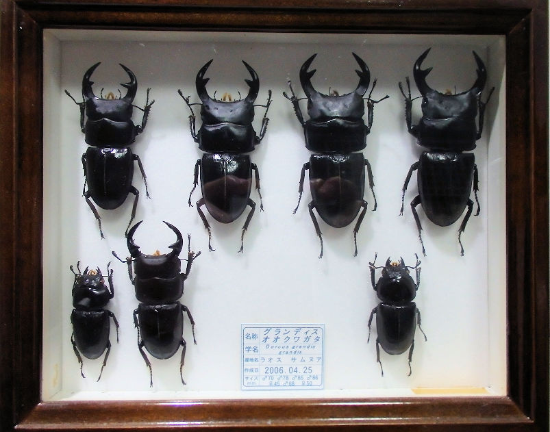 ドイツ標本箱(小) 平面標本 5点セット03 | オオクワ京都昆虫館