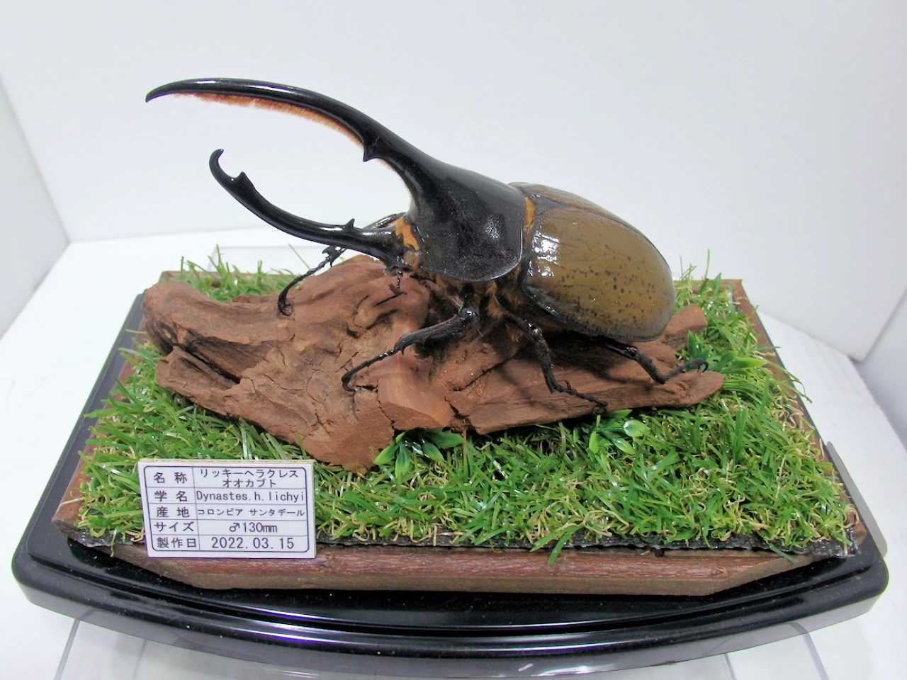 ヘラクレス・ヘラクレス ブルー標本 週末限定価格‼️ 2026年最新