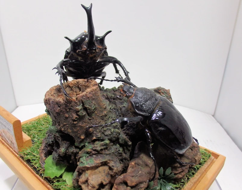 マルスゾウカブト♂111mm,♀76m ジオラマ標本 | オオクワ京都昆虫館