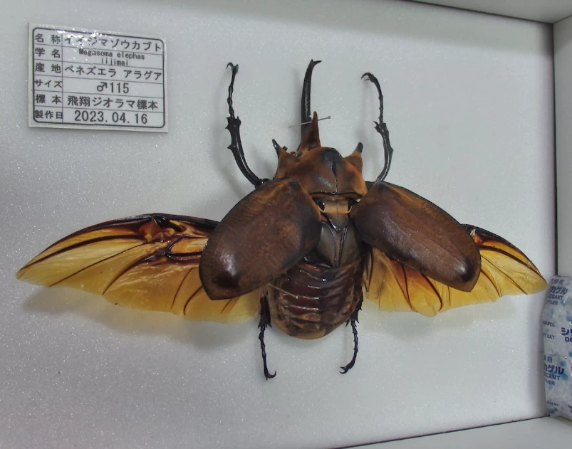 週末限定特価！イイジマゾウカブト♂野外標本 週末限定特価！イイジマ