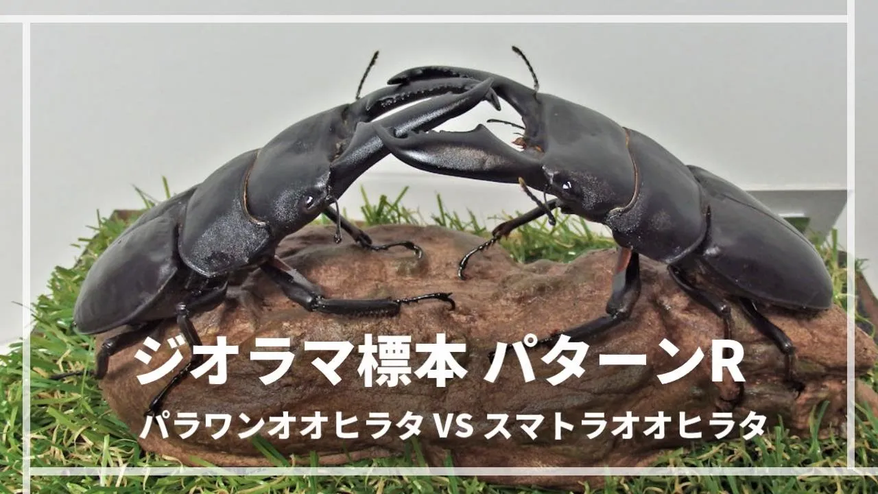 スマトラオオヒラタ 106㎜ 標本 スマトラオオヒラタ 106㎜ 標本