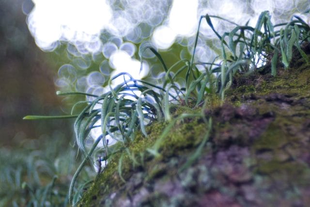 Trioplan 100mm f2.8VのReview作例 シャボン玉バブルボケ Meyer-Optik