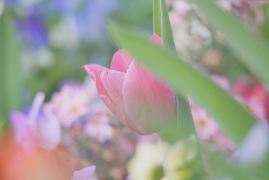 お得な2点セット】Super Takumar 55mm 200mm SO262 お得な2点セット