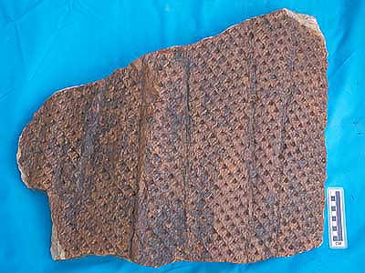 古生代植物化石コレクション