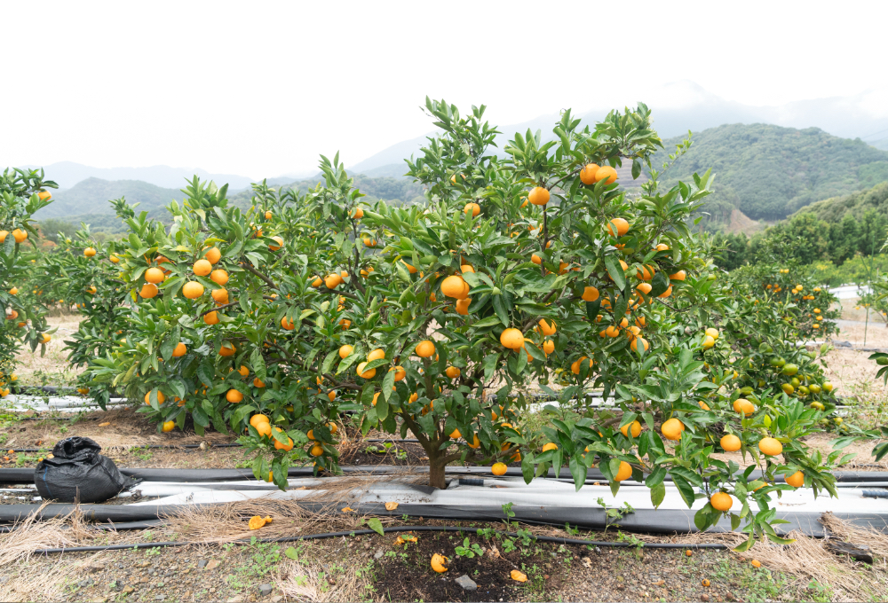 みかん☆さま確認ページ♡ みかん様 みかん様 ミカン様 ミカン様 蜜柑