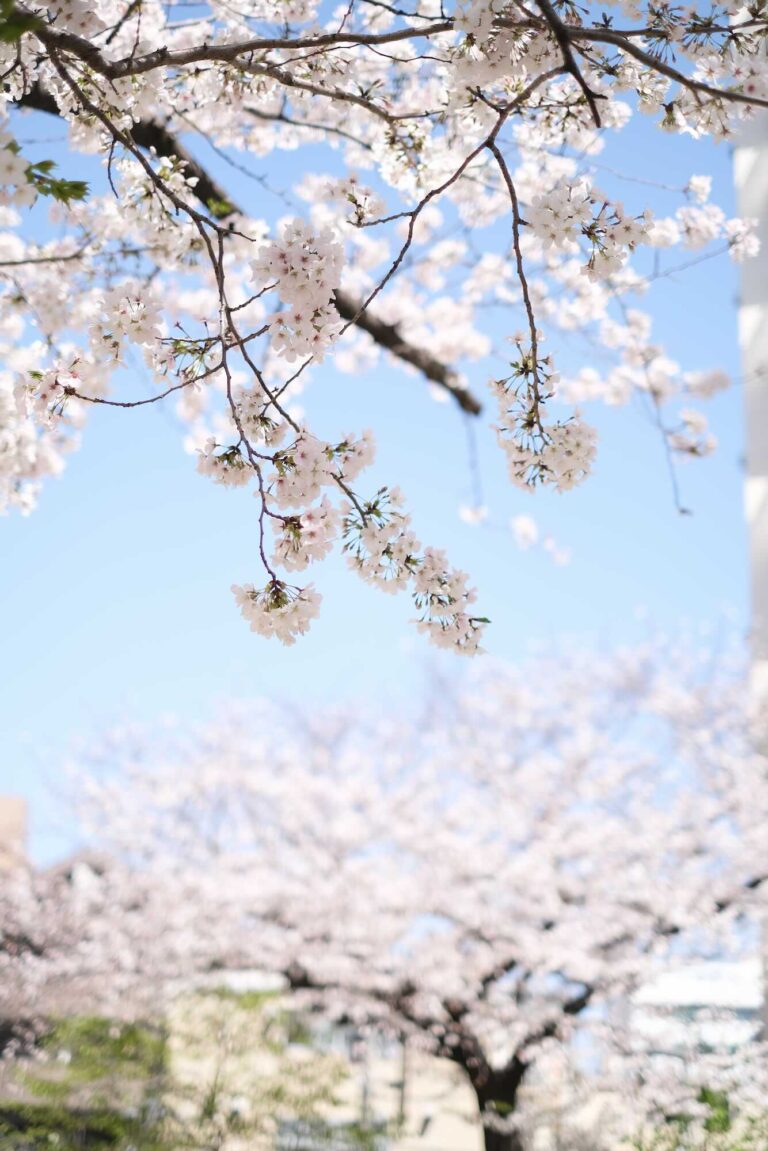 FUJIFILM X-E4とXF35mm F1.4Rで鶴舞/七本松公園の桜を撮影してきました