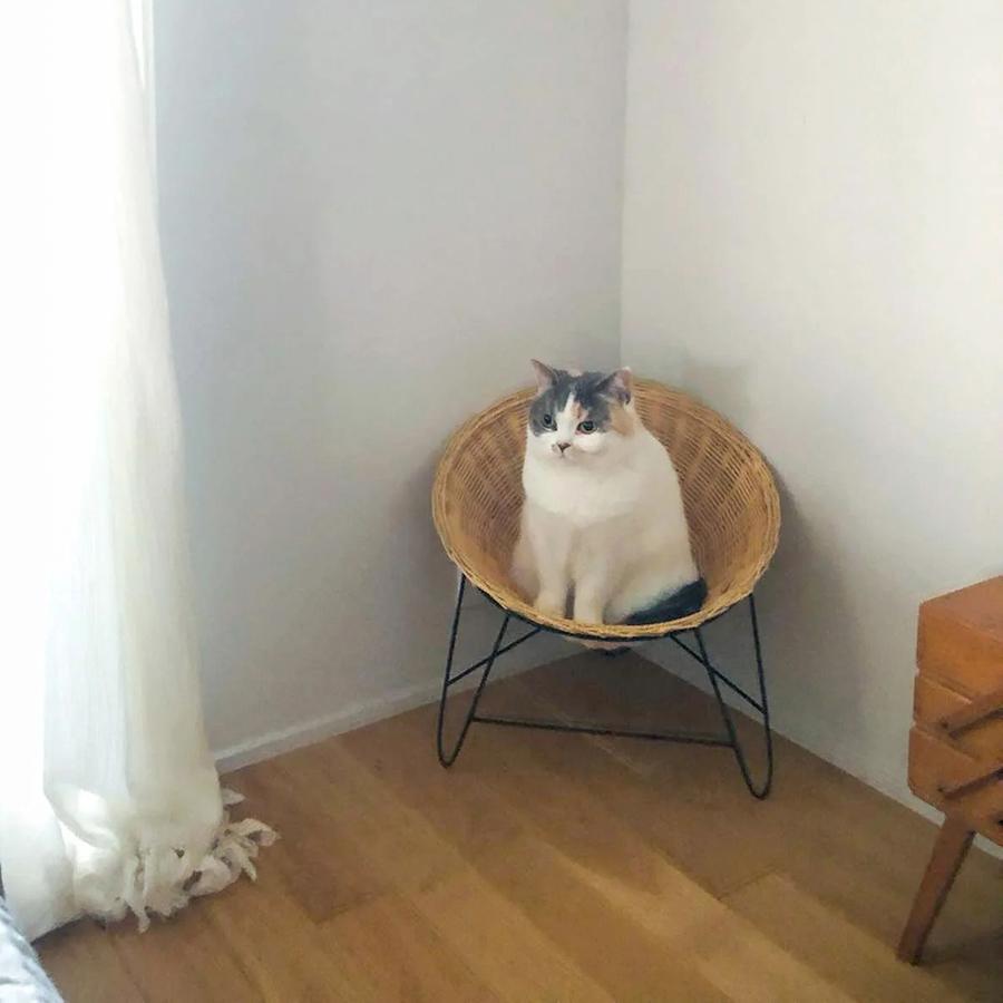 Orne de Feuilles｜オルネコ アイアンレッグラタンチェア｜【公式