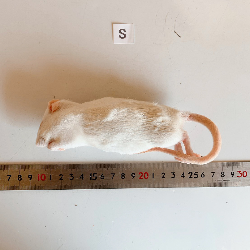 冷凍ラット | リトルモンスターおおさか