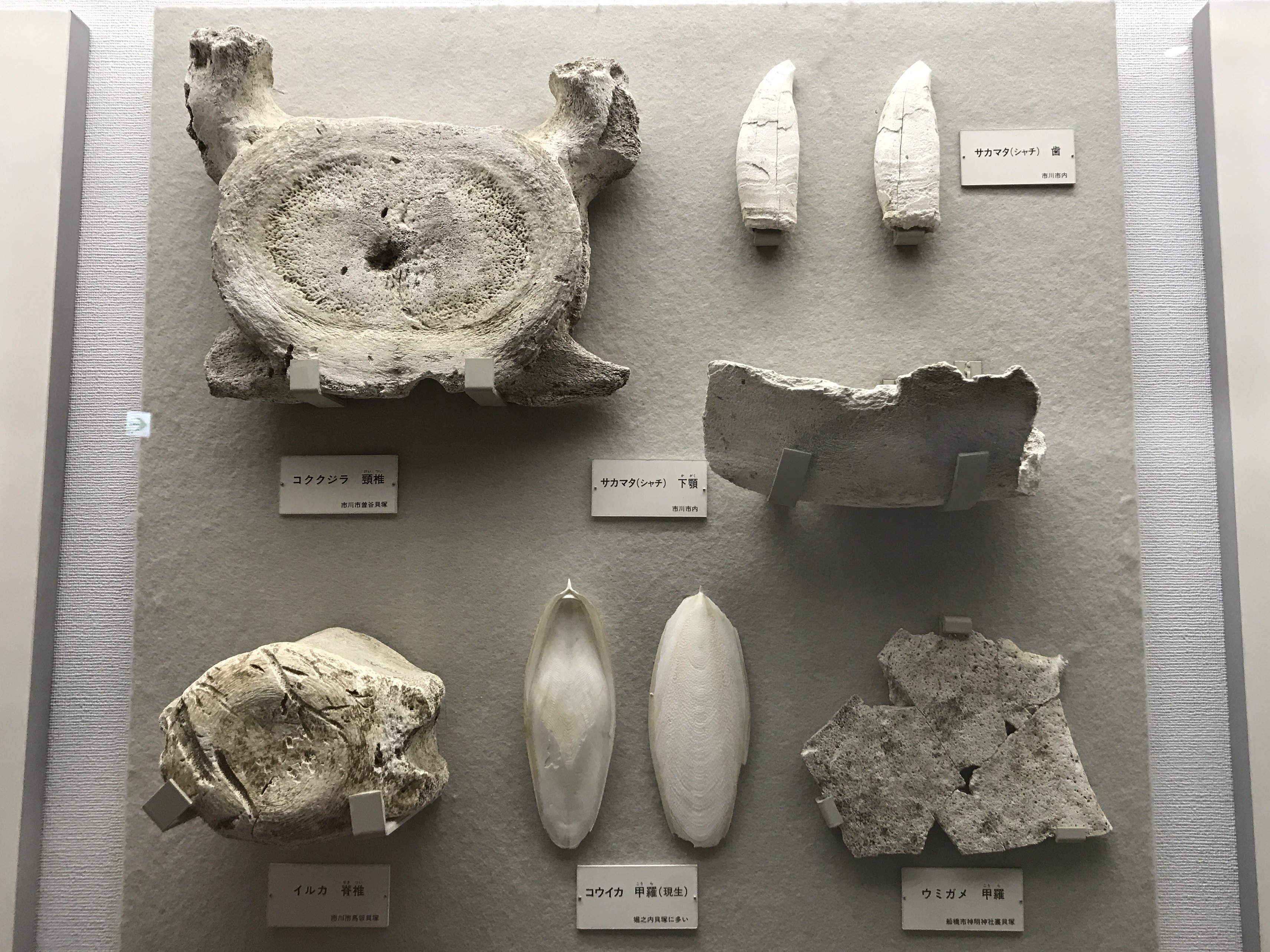 貝塚って何？ 縄文時代を想像してみたい！ | 魚食普及推進センター