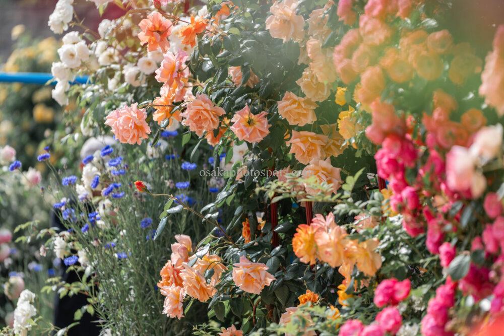 2025】大阪でおすすめの薔薇（バラ）撮影スポット7選｜カメラを片手に