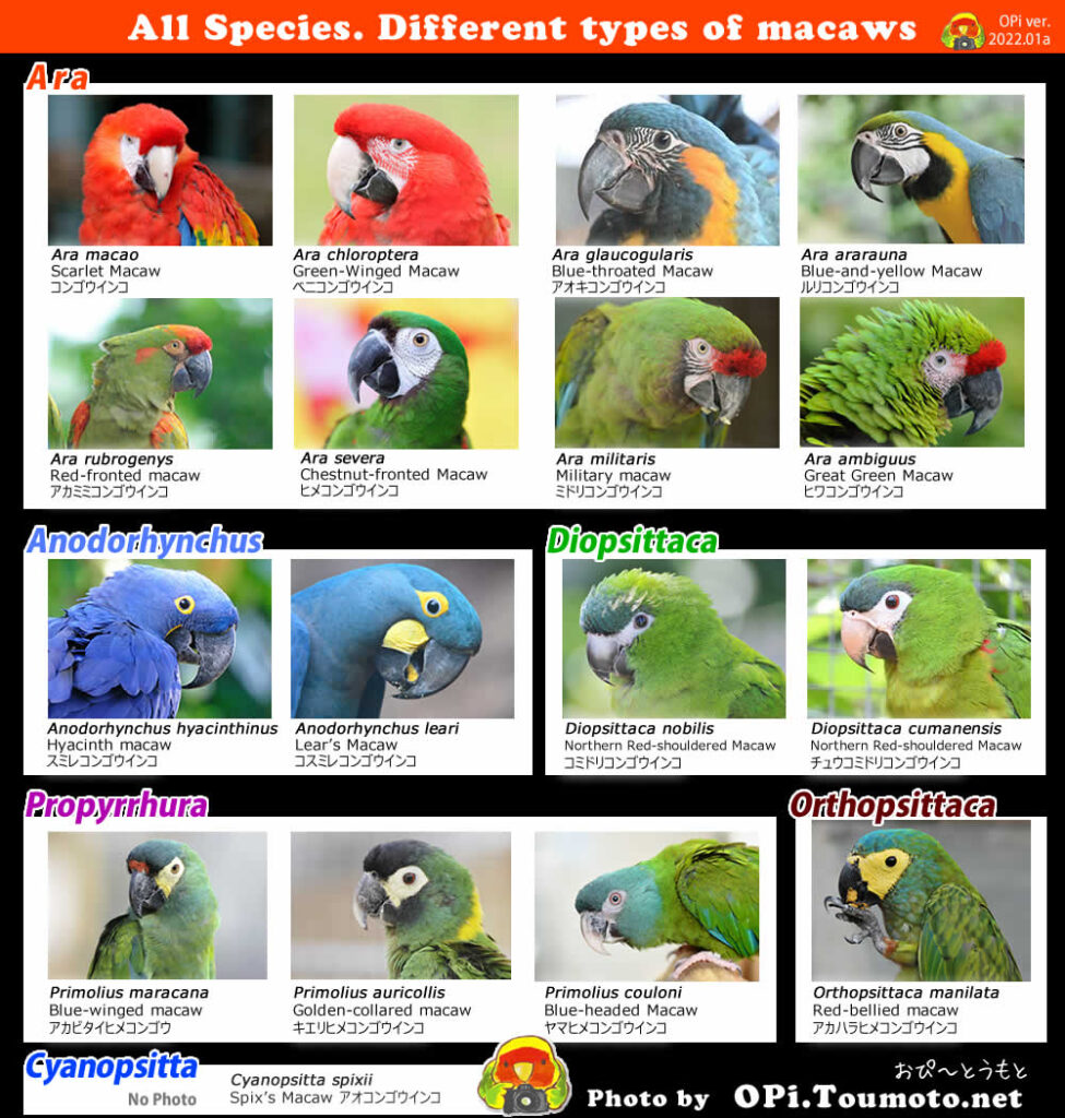 コンゴウインコ総合図鑑｜Macaw | OPiときめく愛鳥図鑑
