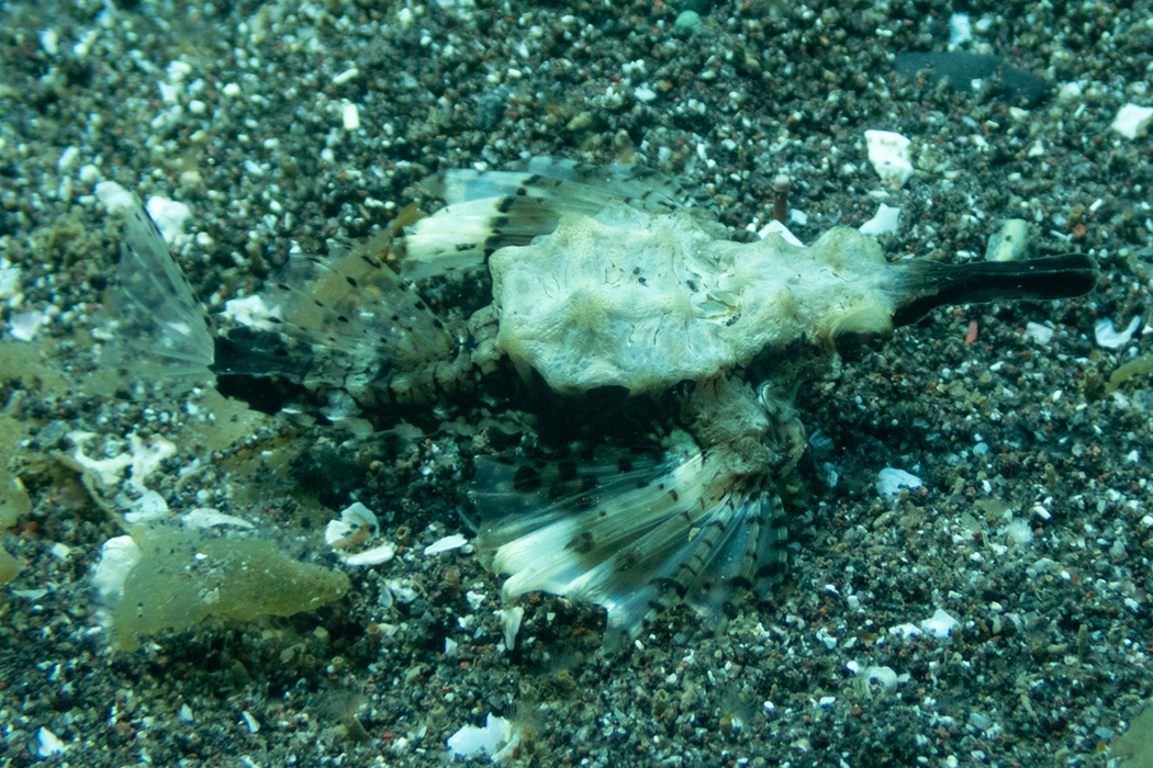 ウミテングの特徴、分布、生態、写真をご紹介します。｜目に見える