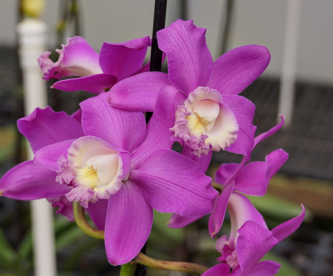 Cattleya harrisoniana (011172) – Orchids for the People