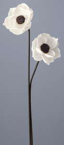 ｿｰﾗｰｱﾈﾓﾈ白: ドライフラワー ｜ YDMオンラインストア ｜ 横浜