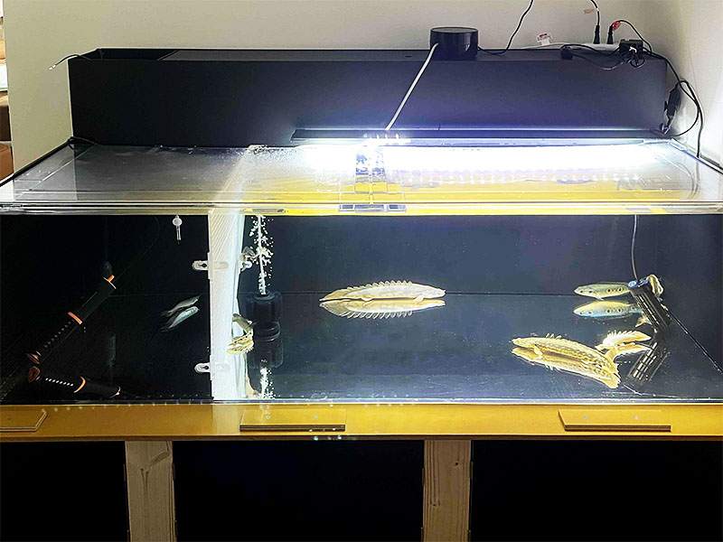 1800水槽 上フィルター