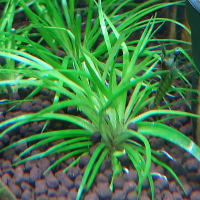 ホシクサの仲間」の記事一覧 | Ordinary-Aquarium