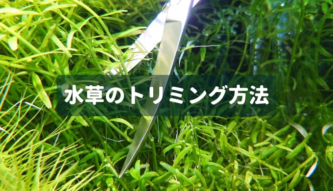 希少】ミクロソリウム バリスモール十字 特大マザー株です。 楽天市場