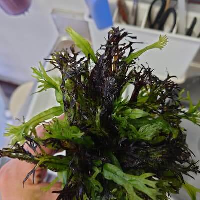 ミクロソルム プテロプス 'バリ スモール十字' | Ordinary-Aquarium