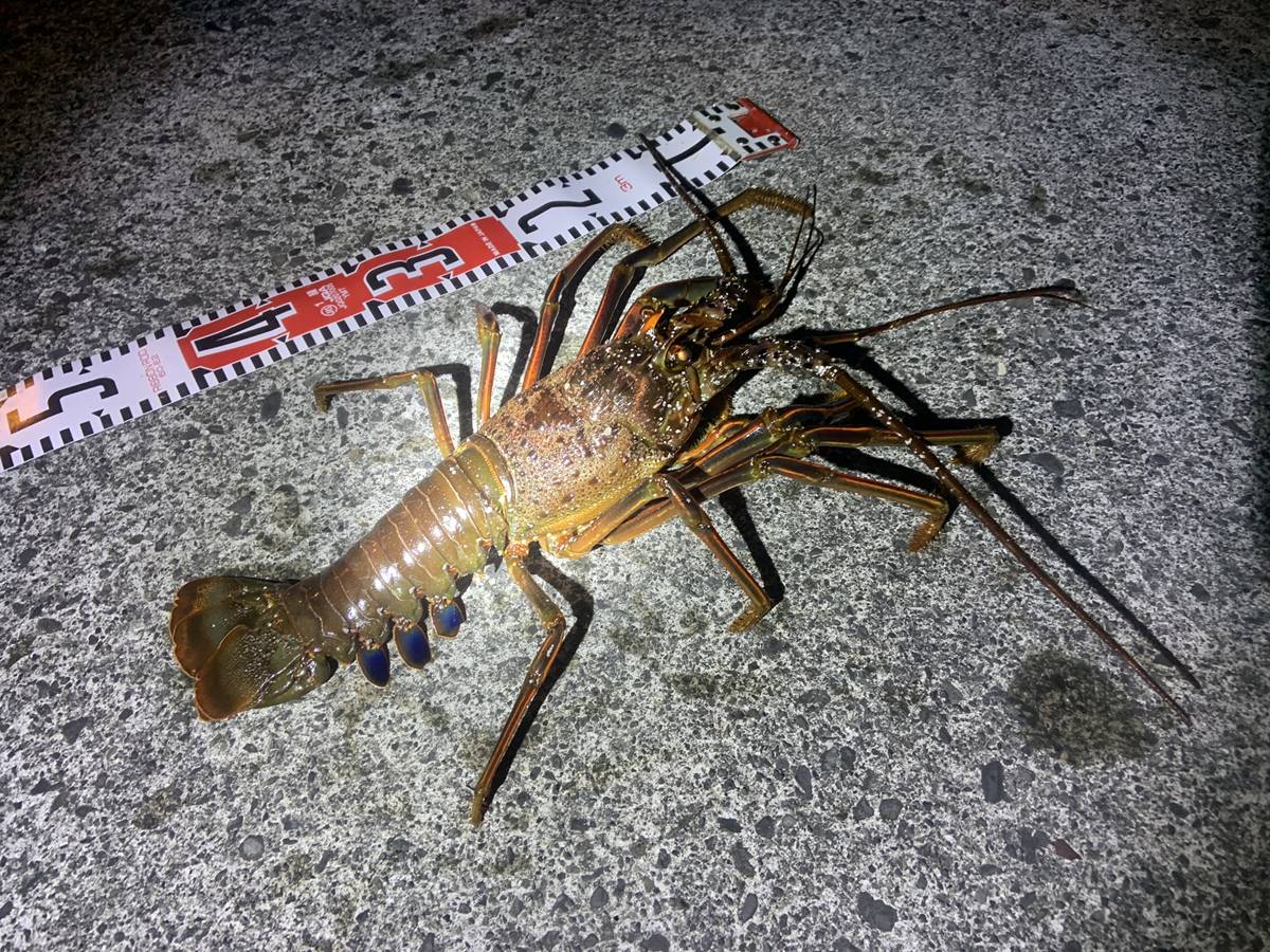 伊勢海老」の釣り方と合法的に釣りができる条件。5つのルールを守れば