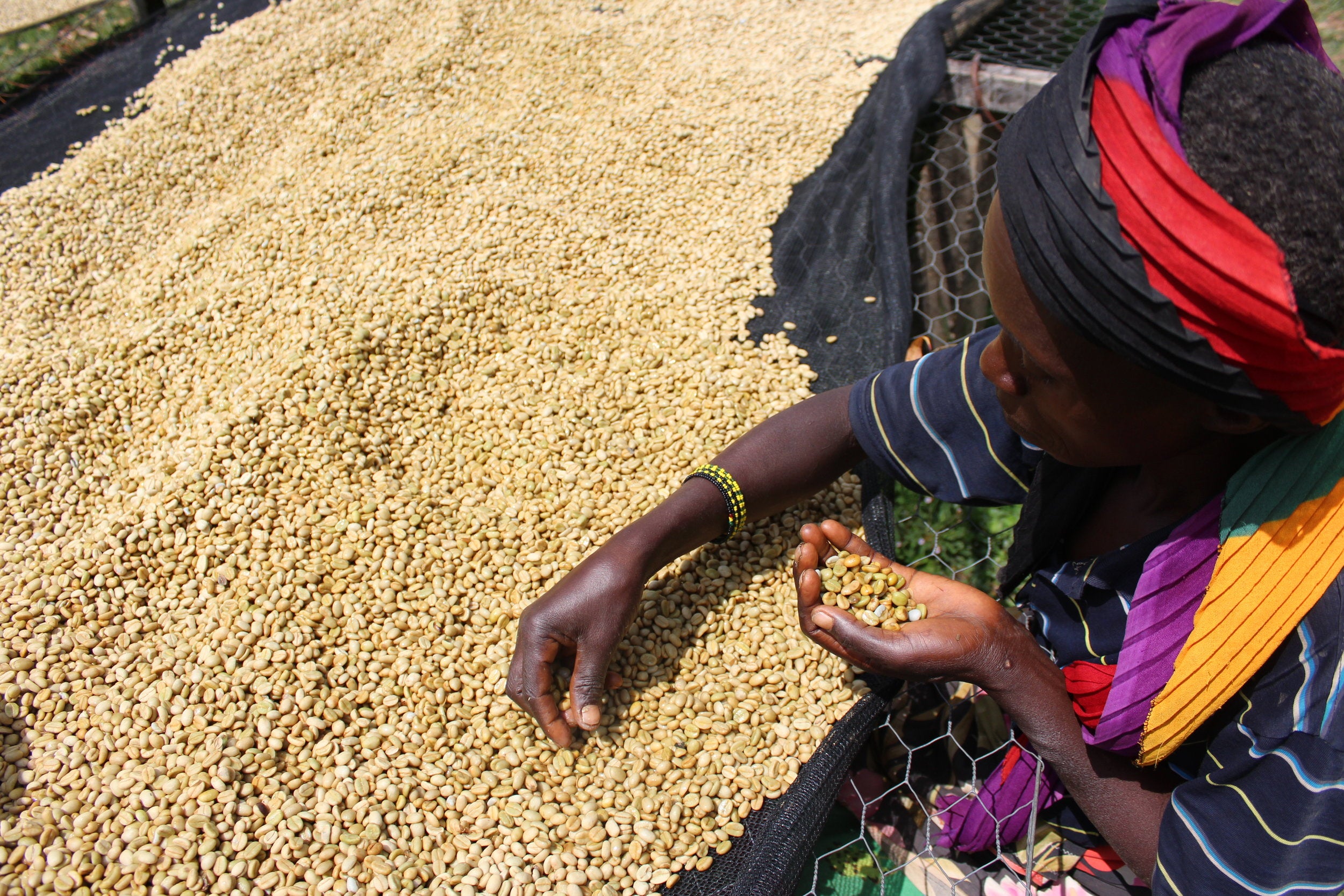 ケニア産有機コーヒー生豆キマンディ農園製 15kg 品番KC-15000