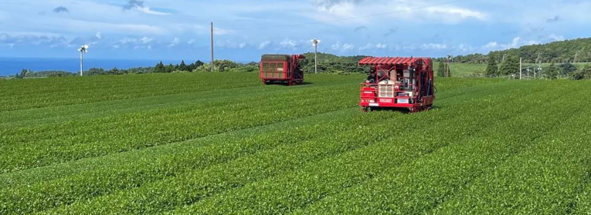 ブログ｜折尾正光園｜「知覧茶」の産地南九州市から日本一早い新茶をお