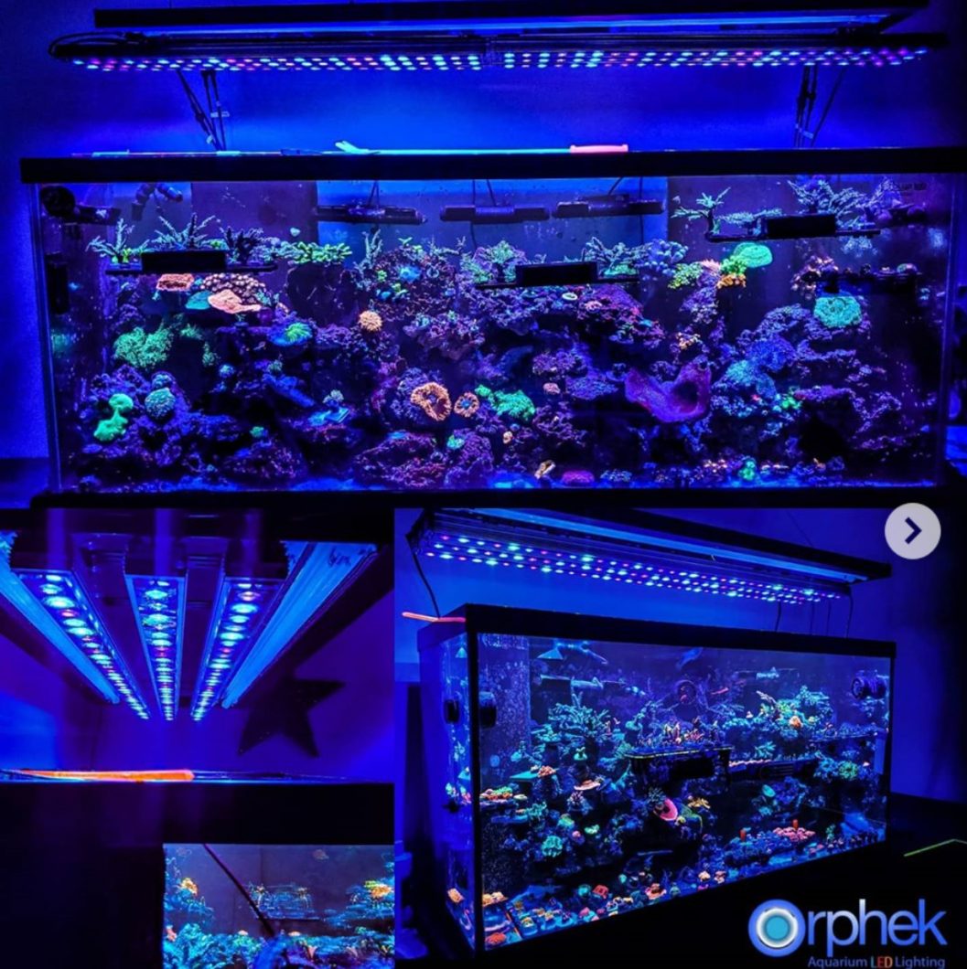 Coral pop color with Orphek OR3 Blue Plus LED Bar •Orphek