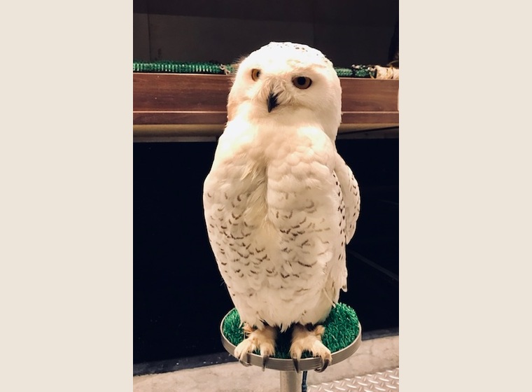 ボウパーチB type 約9〜10kg ふくろう猛禽類