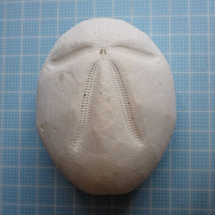 ウルトラブンブクの一種♡ウニ殻♡標本 ウルトラブンブクの一種♡ウニ殻