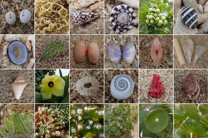 石垣島 貝殻拾いの旅 2025（3日目）崎枝南浜～大崎ビーチ: あうるの森