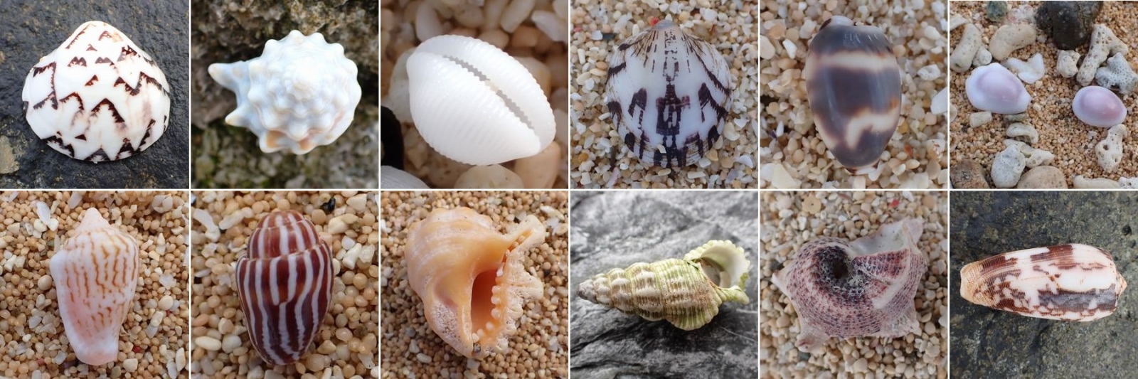 アウトレット 沖縄 石垣島の貝殻 沖縄 石垣島の貝殻