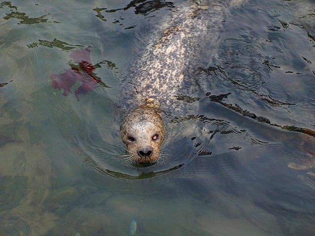 シリーズ「ゼニガタアザラシ」2 ※ちょい足し | 【公式】おたる水族館