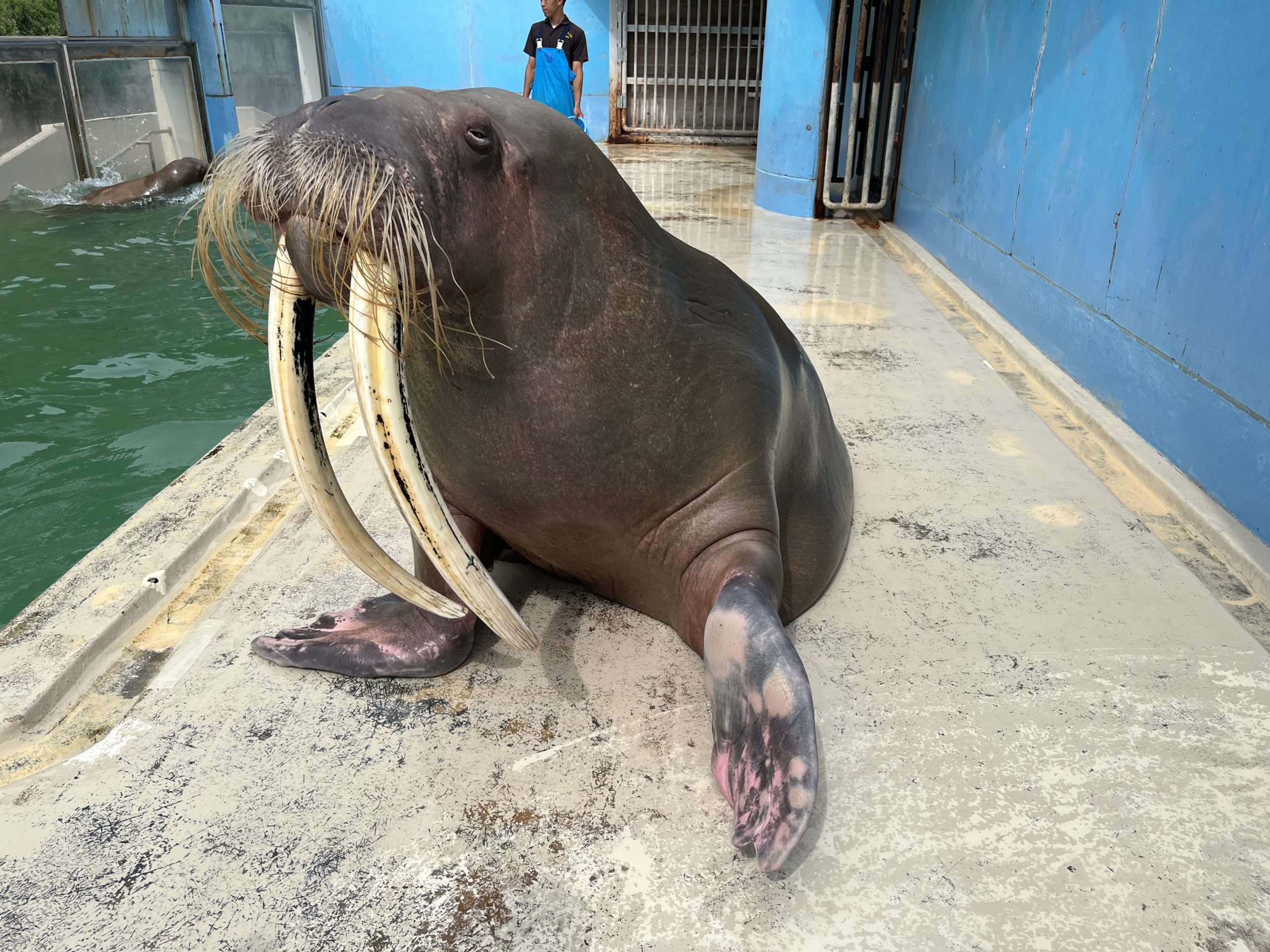 左利きなのでは？ | 【公式】おたる水族館