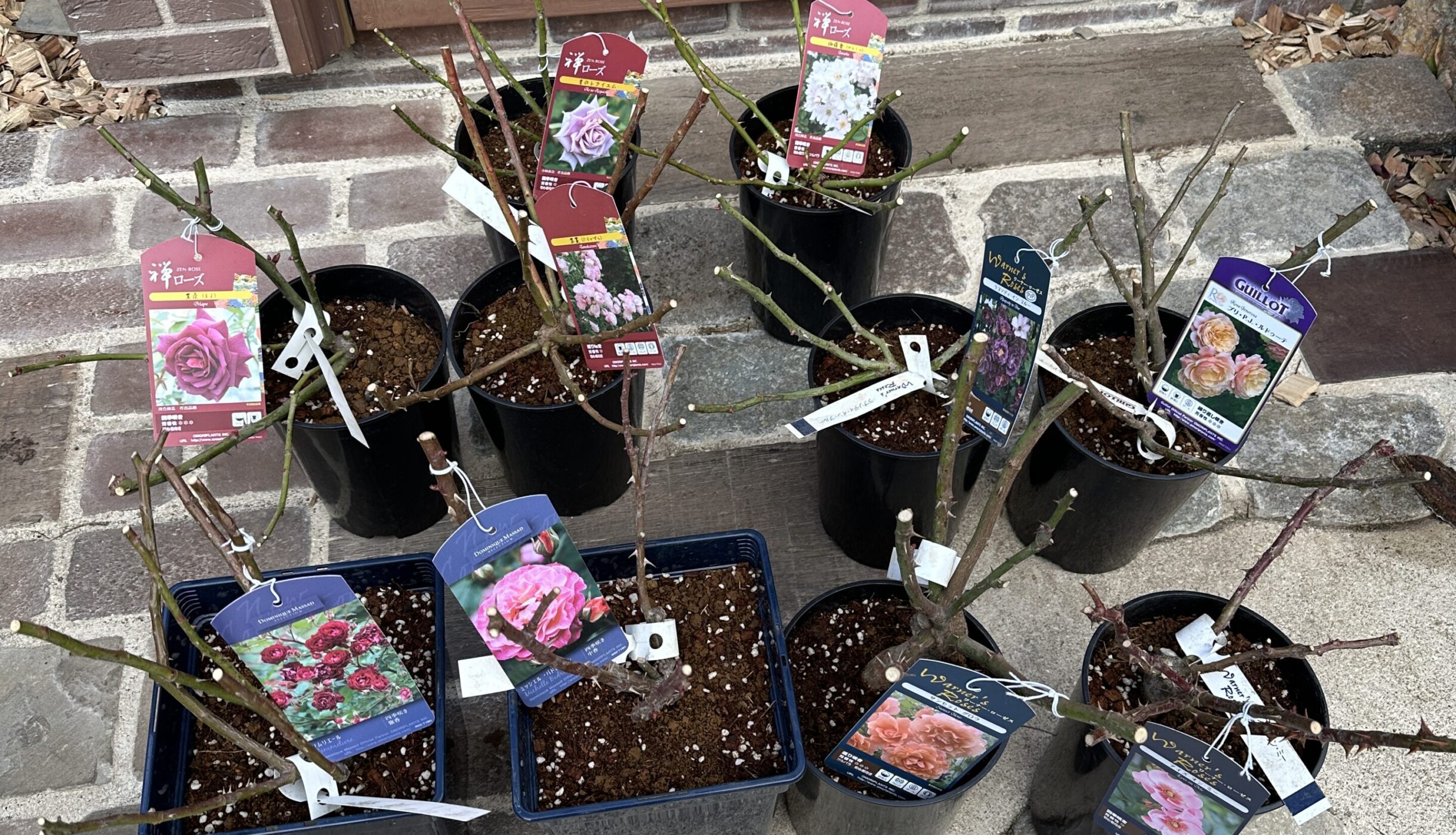 バラ大苗入荷ご案内！（禅ローズ、ギヨー等） | オザキフラワーパーク