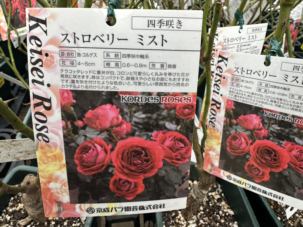 バラ大苗補充しました！🌹 | オザキフラワーパーク | オザキフラワーパーク