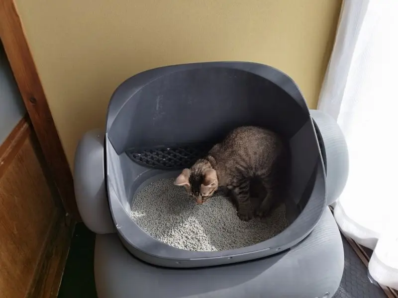 オープン型全自動猫用トイレ「Neakasa M1」本音レビュー！臭いも漏れ