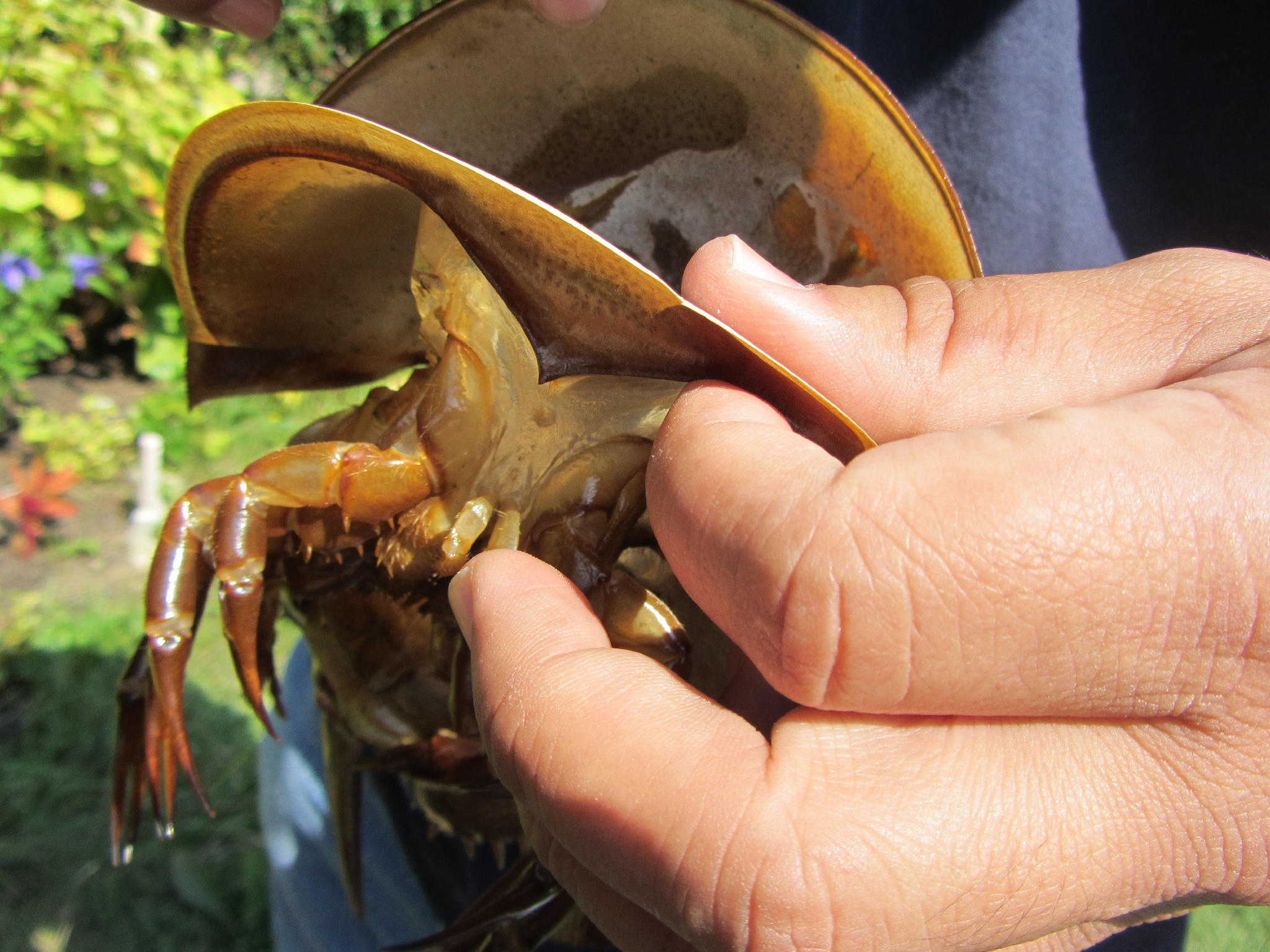 野生 カブトガニ脱皮殻 約42センチ 奇形個体 野生 カブトガニ脱皮殻