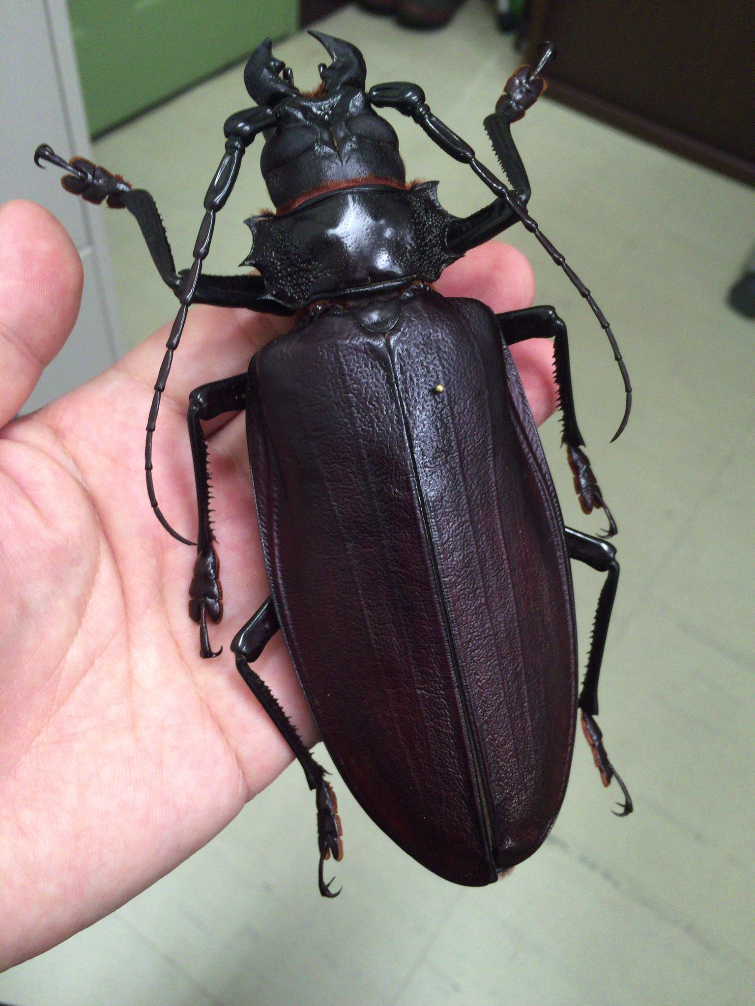 M*S様 特大 オオキバウスバカミキリ 標本 157ミリ 難アリ