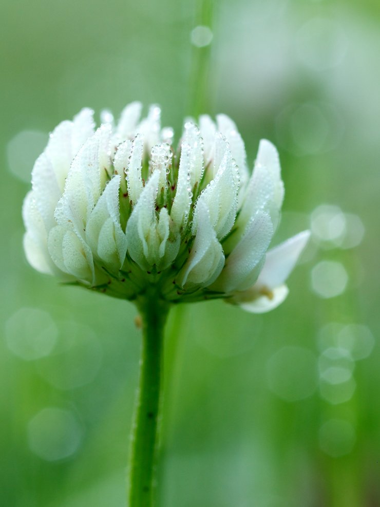 花「忘れないで・・・約束」シロツメクサ
