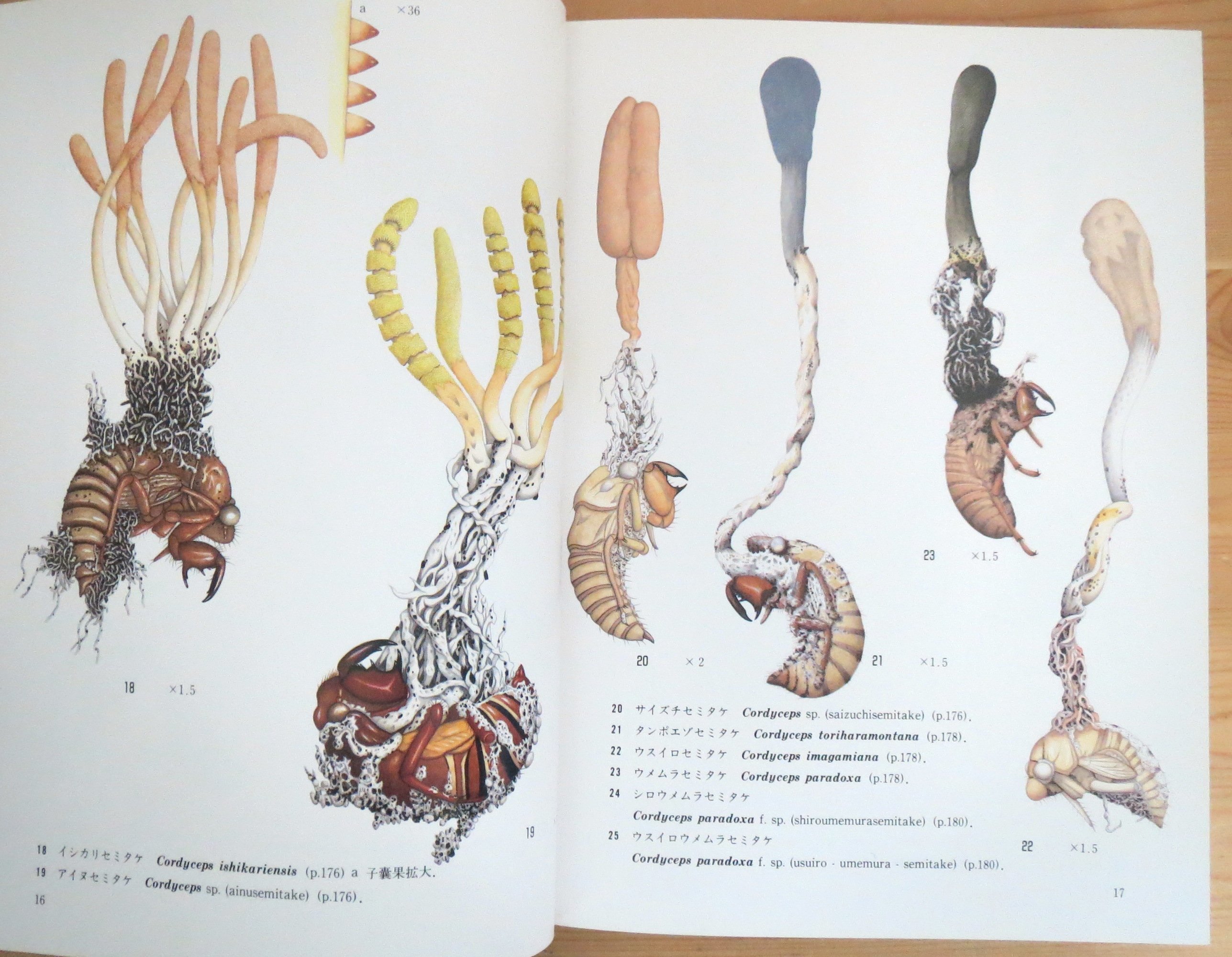 冬虫夏草図鑑 : カラー版