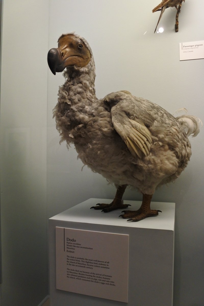 ◇ドードー。写真はロンドン自然史博物館の鳥類の展示室に展示されて