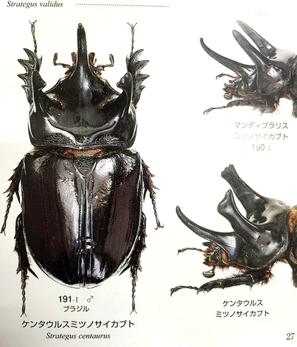 世界のカブトムシ】ブリードルームにぜひ1冊！Strategus属いいね