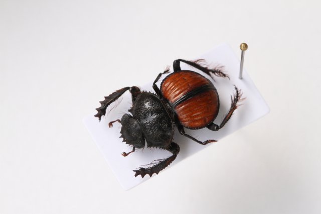 Scarabaeus (Pachysoma) denticollisという、砂漠に生息する