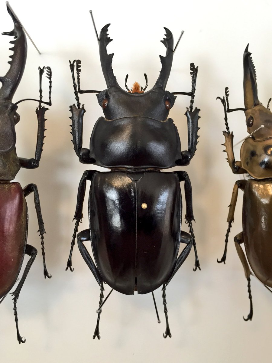 ペラルマトゥスマルバネ Neolucanus perarmatus マルバネクワガタの