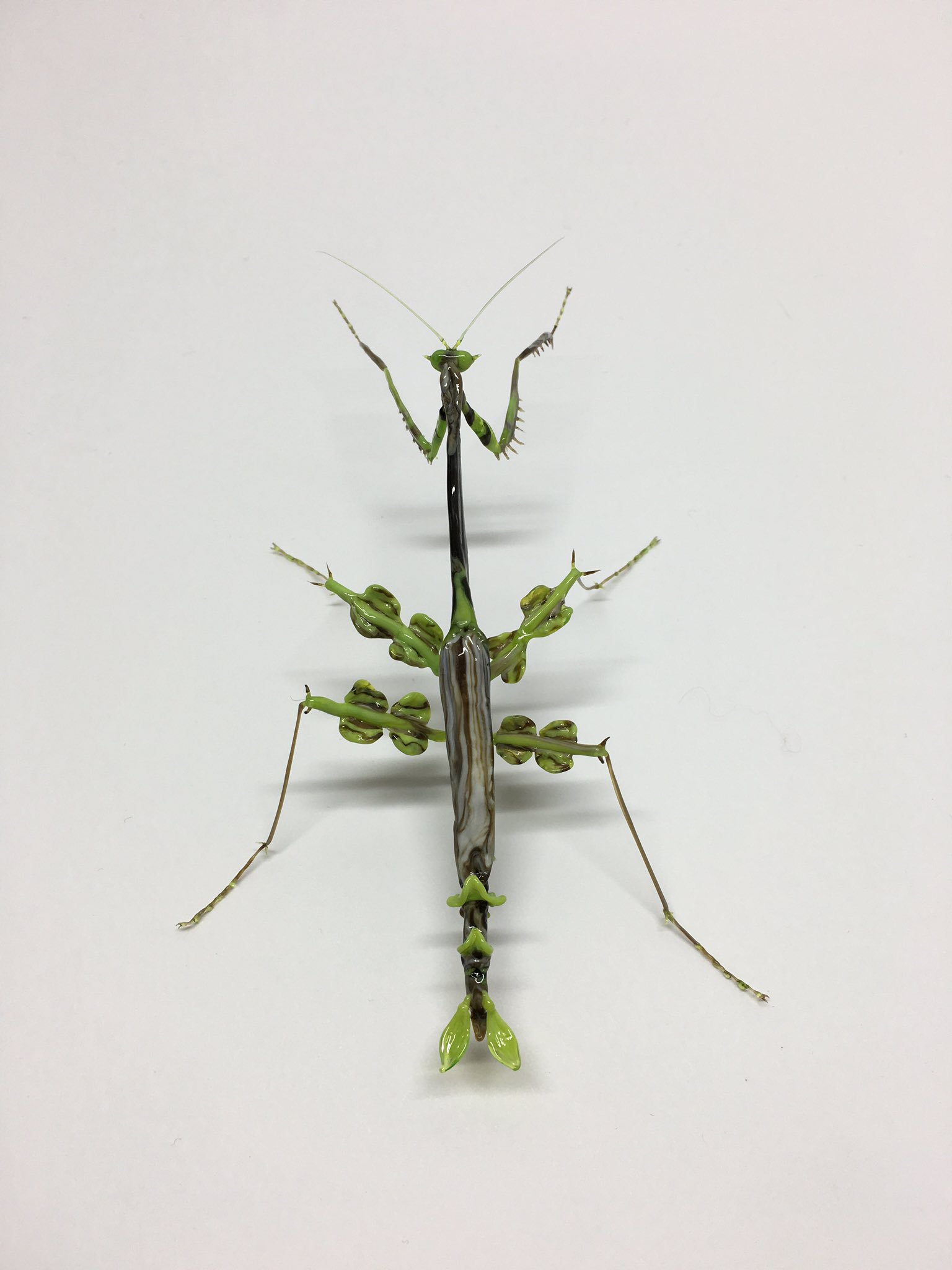 東南アジアの昆虫①オオカレエダカマキリ標本