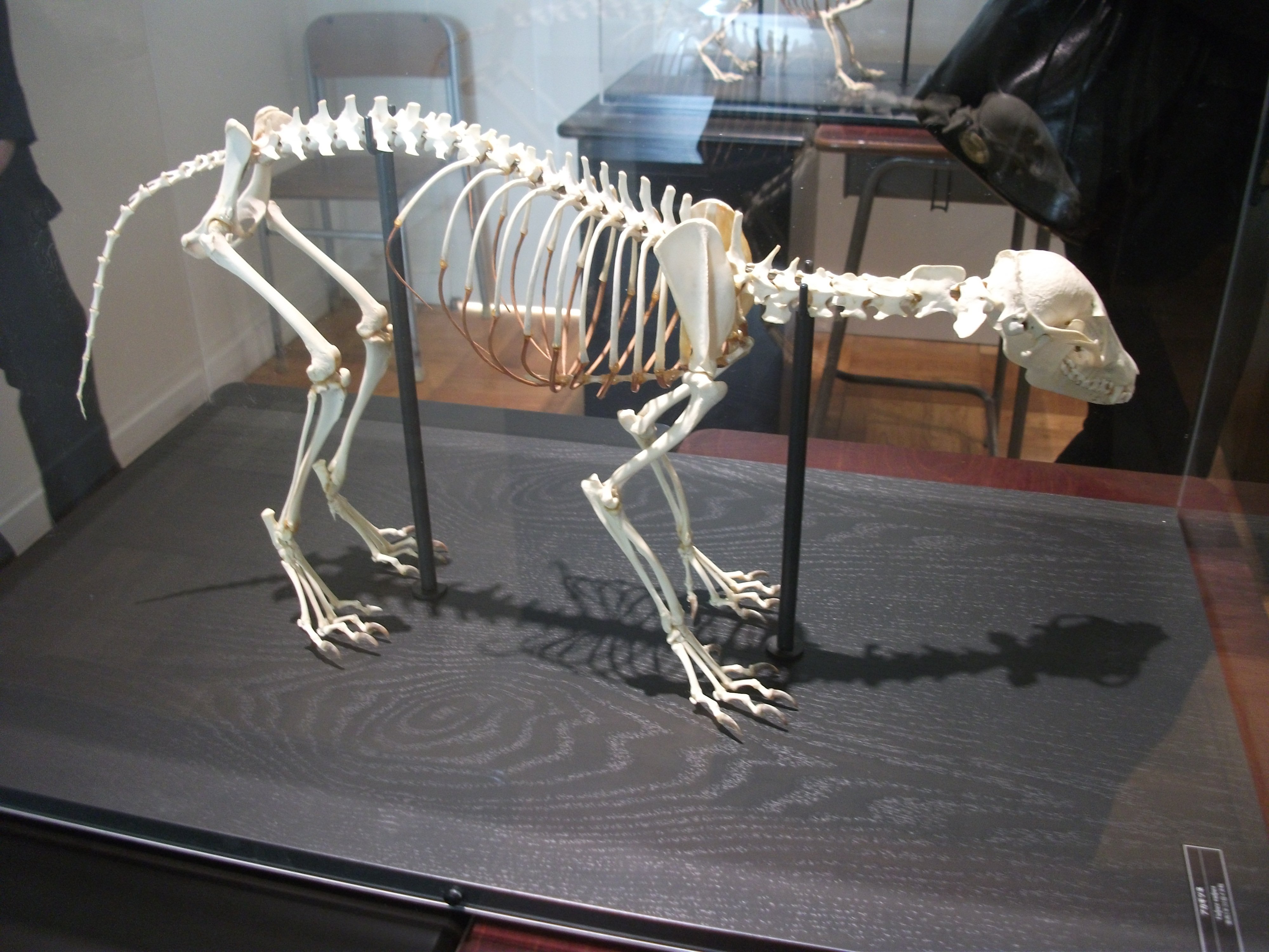 狐 骨格標本 全身 狐 骨格標本 全身